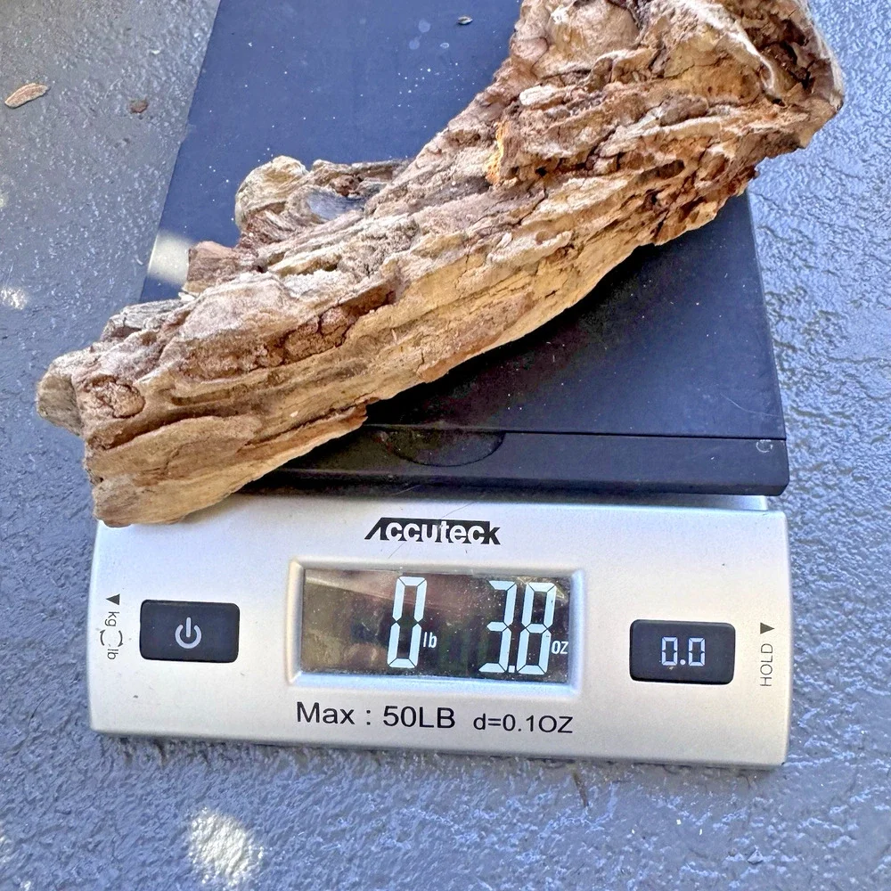 Natural Driftwood California Coast Rustic Beach Decor Aquarium Terrarium Piece
